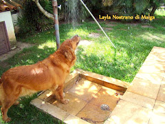 LAYLA NOSTRANO DI MALGA