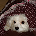 Wrapped in Love, 2