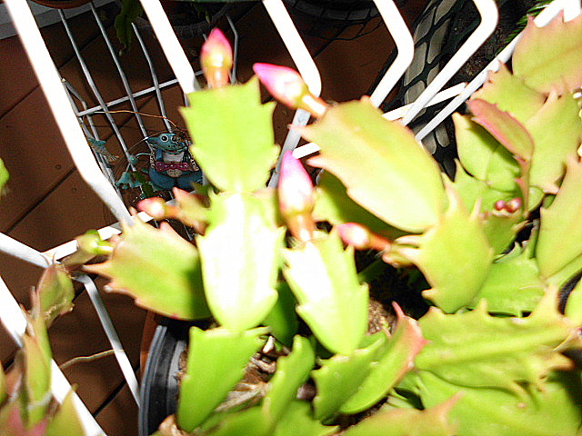two happy early blooming cactus christmas cactus budding