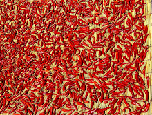 Drying Peppers in the Sun