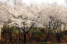 Cherry Blossoms