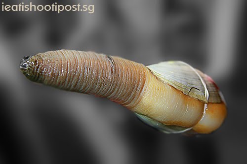 [Geoduck3.jpg]