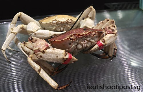 [Snow+Crab.jpg]