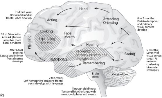 the best nest brain development and toxic chemicals toddler brain development