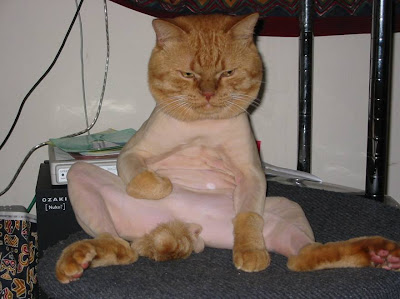 Funny Cat Funny Cat