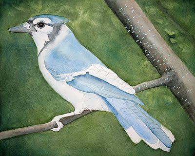 [bluejay3.jpg]