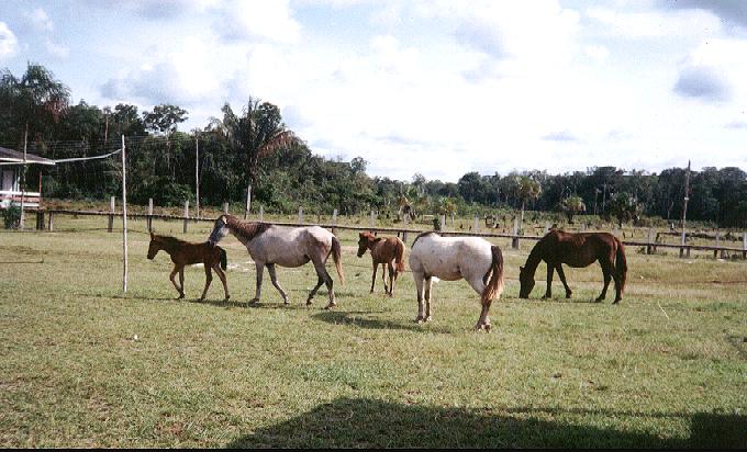 [cavalos.jpg]