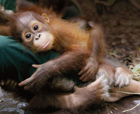 Saving Orangutans