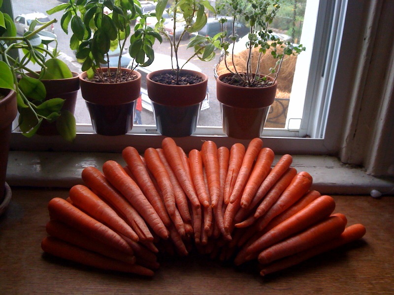 Yeastmaster Carrot Wine