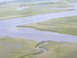 A Marsh Somewhere in the World Today