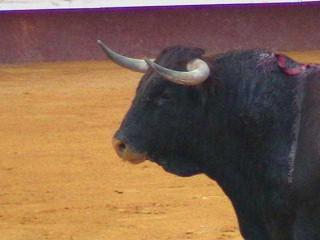 [pitonescuvillo.JPG]