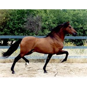 [caballo]