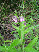 La grande consoude mauve.