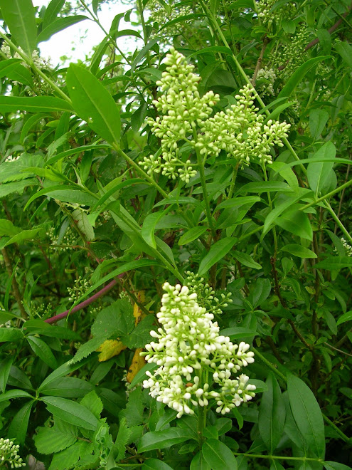 Troène en fleur.