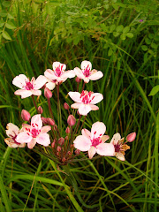 Ombelle de jonc fleuri.