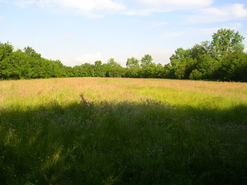 Ce marais est très riche en variétés de graminées.