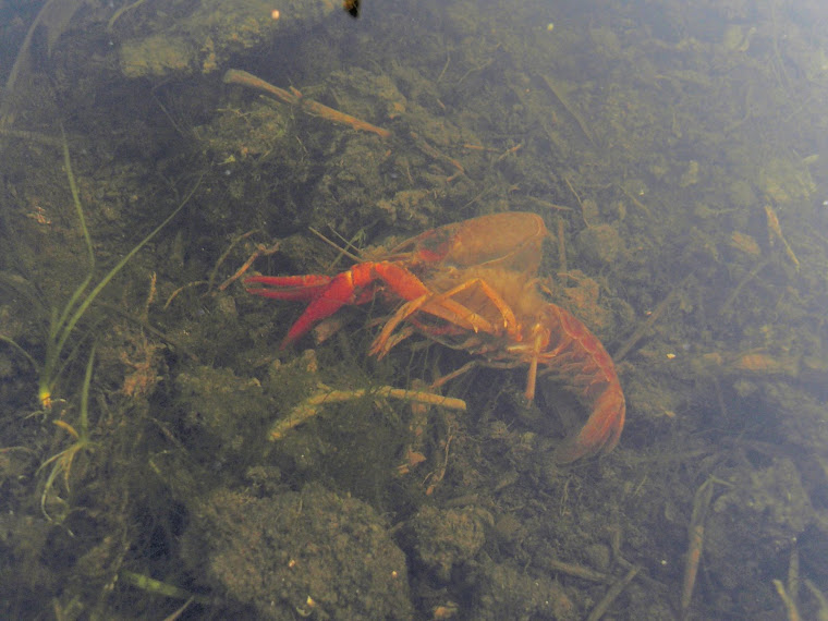 Mue d'écrevisse de louisiane.