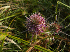 Panicaut des paturages.