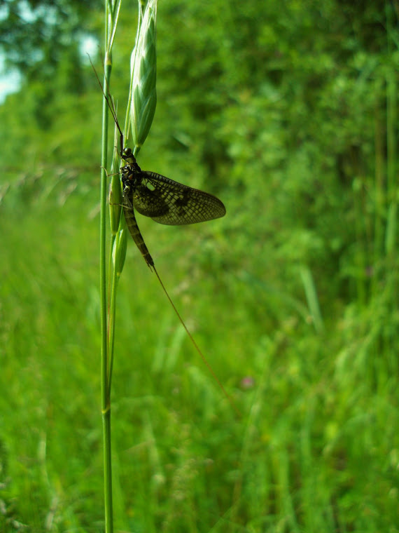 LA MOUCHE DE MAI.