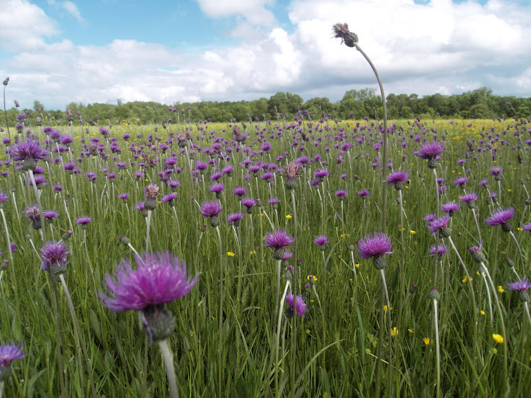 CIRSE DES PRAIRIES.