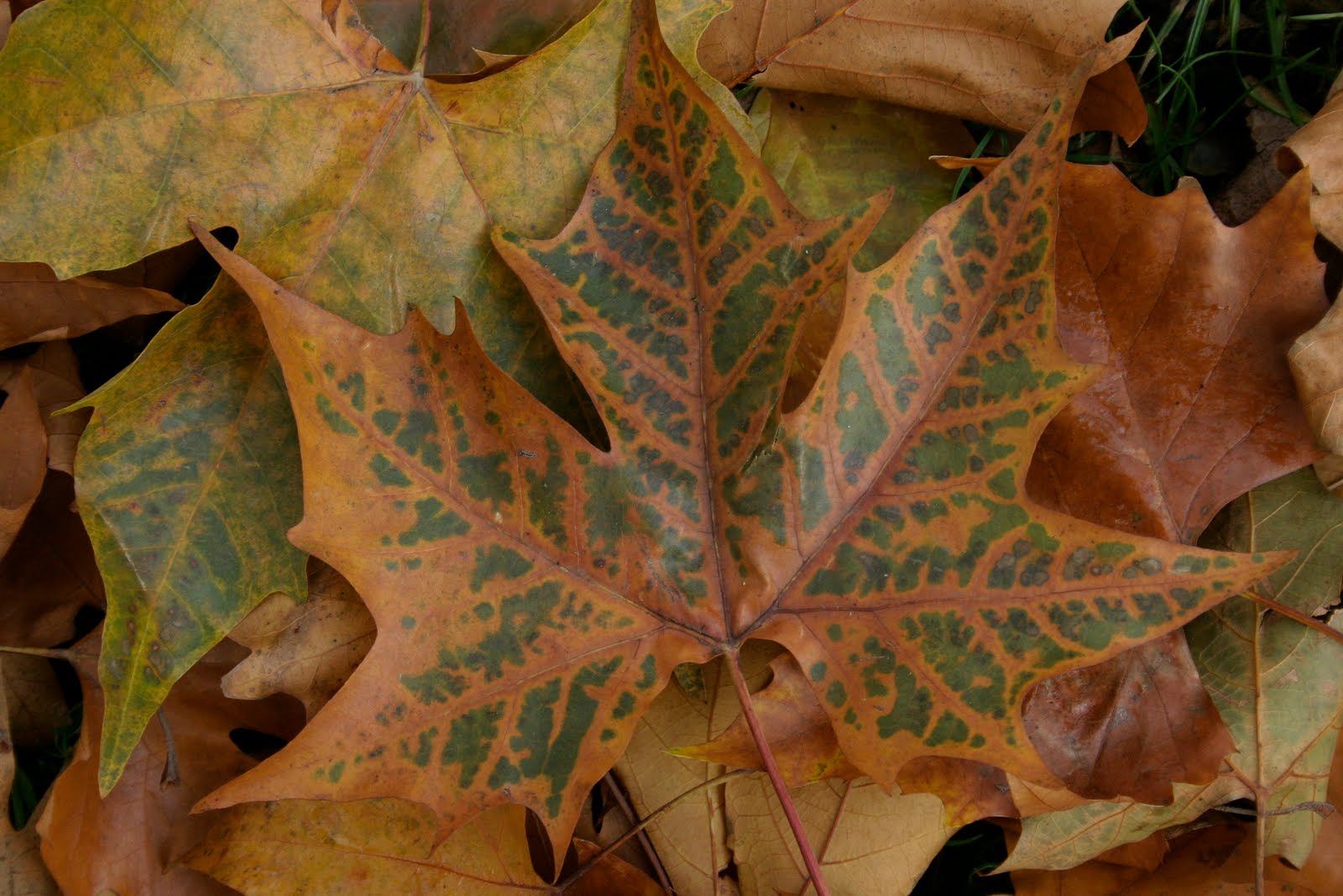 Lounge Bohemia Shoreditch