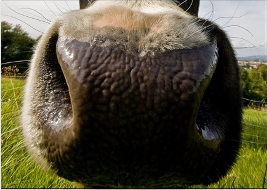 99 Herding worms with the nose