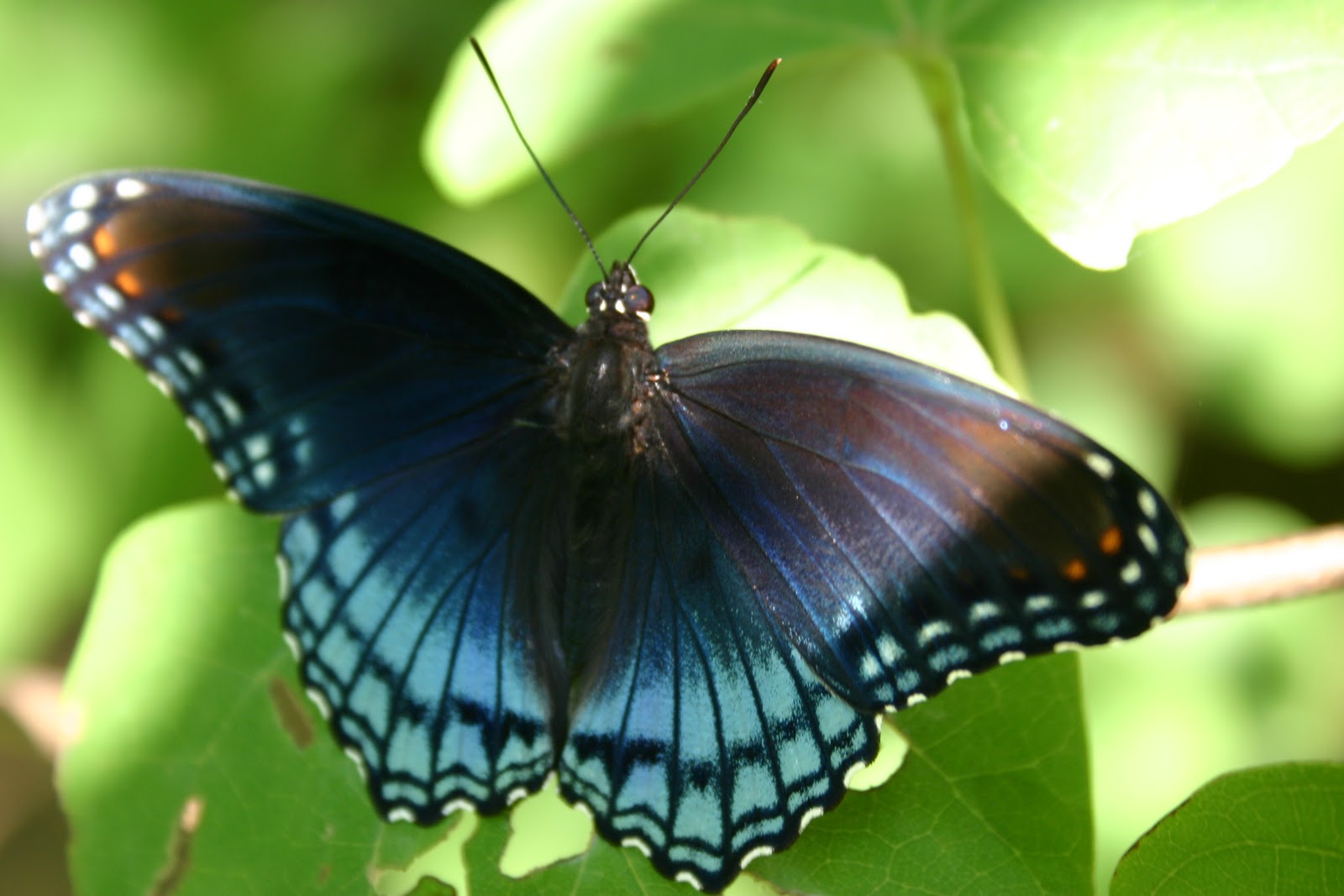 Lightning Bug Lodge: 1/1/11