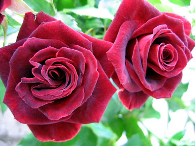 http://2.bp.blogspot.com/_INLEQFN9P4M/TAVjdhboYVI/AAAAAAAAAIg/BosOyWI_9dw/s1600/rosa2.jpg