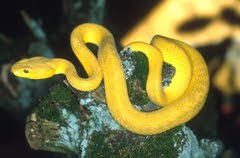 yellow snake