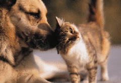 cat and dog