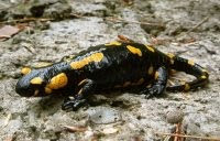 Transcarpathian salamander