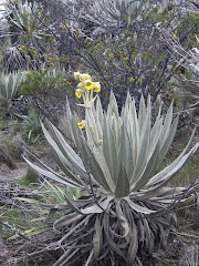 Frailejón - Páramo de Siecha