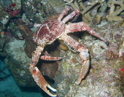 crab clinging channel dive night cozumel mexico