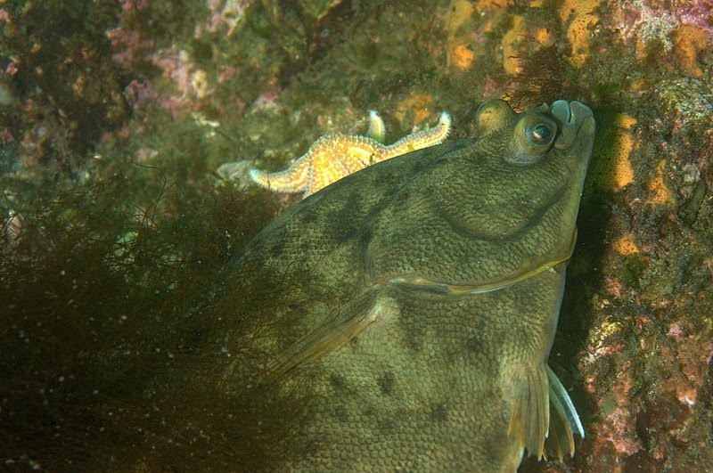 under pressure world Winter Flounder Rockport, MA