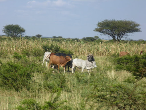 SAFAARADDA MARAYKANKA NAIROBI