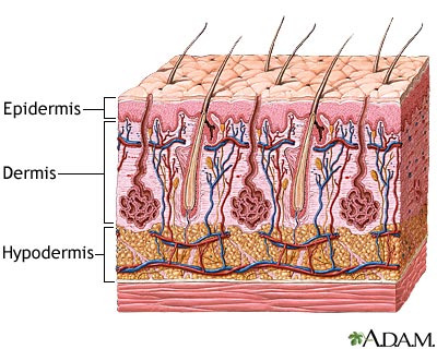 Human Body Systems: Integumentary System