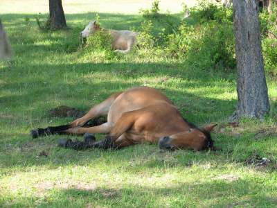 That Horse Isn T Dead He S Merely Resting And More Facts About Equine Sleep,Maple Trees In Fall