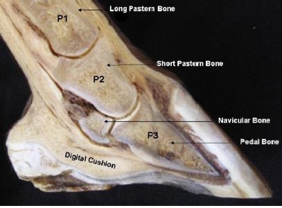 Behind the Bit: Coffin bone fractures: What to look for...