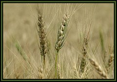 [trigo3.jpg]