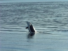 Orca Breaching