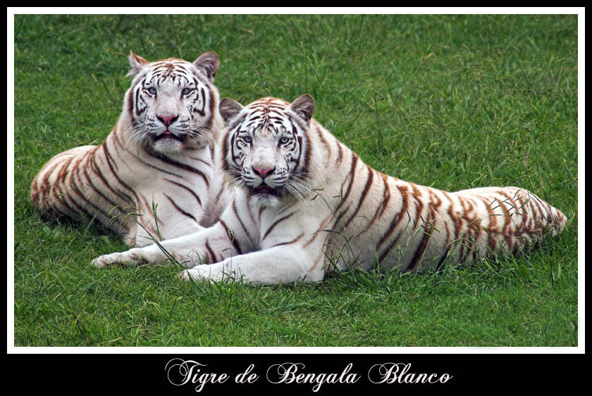 Tigres siberianos