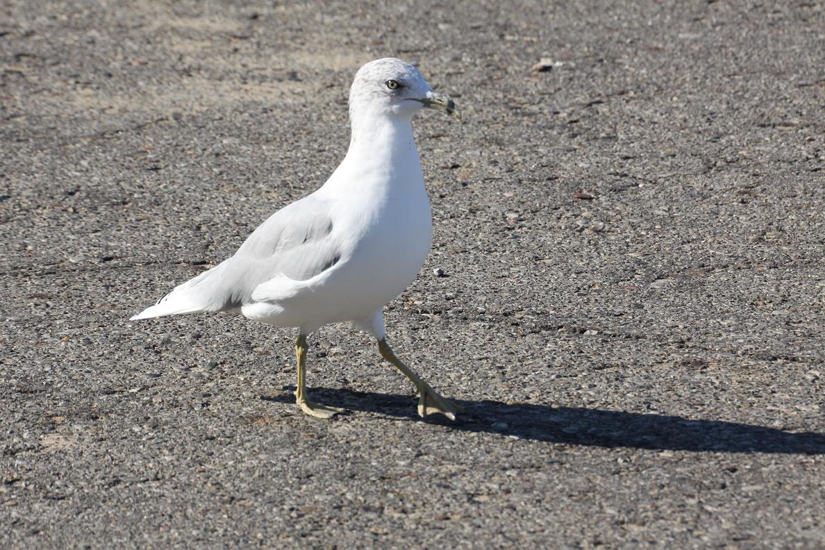 Michigan Exposures A Flock of Seagulls...