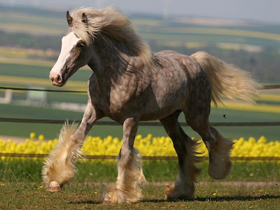 Galeria com 35 belas e diferentes raças de cavalos