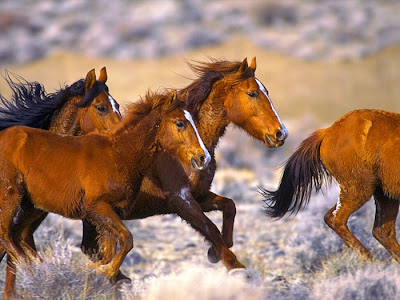 Galeria com 35 belas e diferentes raças de cavalos