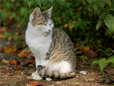 download street cats download street cats
