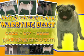 stud pug