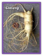 GINGSENG