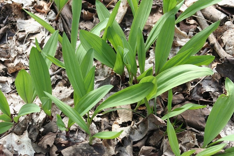 Cincinnati Locavore Ramps in season!