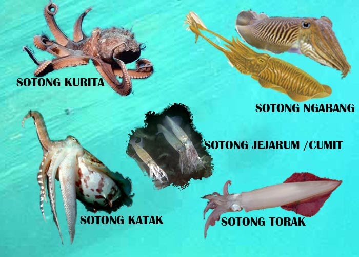 Sotong gambar Resepi Sambal