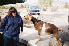 billy meets a goat